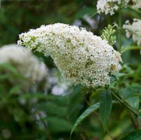 Buddleja davidii var. nanhoensis alba, Butterfly Bush, a summer flowering shrub with large panicles of white flowers