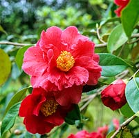 Camellia Royalty, bears from early spring, very large, semi-double, mid red flowers