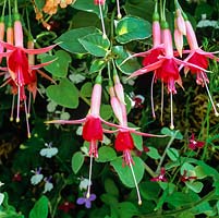 Fuchsia Auntie Jinks, a free flowering, trailing shrub bearing small, single flowers   pink red tubes, cerise margined white sepals 