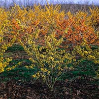 Hamamelis x intermedia Pallida with H. x Glowing Embers and Barmstedt Gold behind