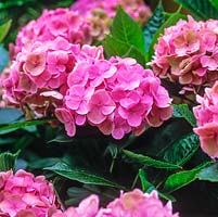 Hydrangea macrophylla, a deciduous shrub with glossy, dark green leaves. In summer bears flat heads of dozens of tiny pink flowers