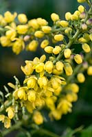 Mahonia japonica, an evergreen shrub bearing sprays of fragrant, light yellow flowers from late autumn and into winter