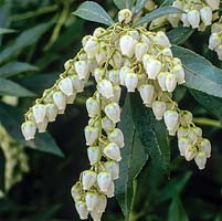 Pieris japonica Taiwanensis Group, an evergreen shrub bearing drooping clusters of tiny white flowers from late winter.