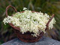 Sambucus nigra, common elder. Harvested flowers from which elderflower cordial is made.