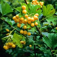Viburnum dilatatum Xanthocarpum, a deciduous shrub with lovely yellow berries in autumn.