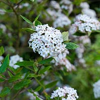 Viburnum x burkwoodii, an evergreen shrub with fragrant white flowers in domed heads.