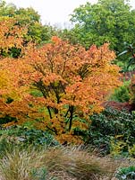 Acer palmatum Sango-kaku, Japanese maple, its foliage turning from gold to a soft yellow in autumn.