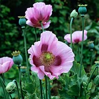 Papaver which self-seeds freely from year to year.