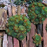 Sempervivum - Shards of slate and local stone laid vertically, with earth compressed between, and planted with sempervivum.