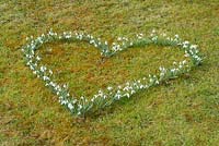 Heart shape of snowdrops flowering in lawn in early March