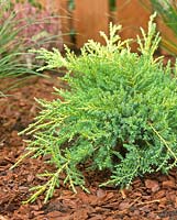 Juniperus x pfitzeriana Gold Star