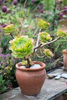 Aeonium arboreum planted in a terracotta pot