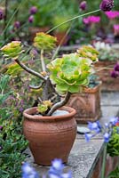 Pot planted with Aeonium arboreum on a low wall