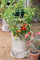 Trailing tomatoes growing in old chimney pots.
