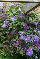 Clematis 'Etoile Violette' entwined with Clematis 'Perle d'Azur' on a wooden pergola, flowering in July