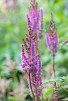 Astilbe chinensis 'Purple Lance' - a perennial bearing plumes of magenta flowers in July