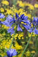 Agapanthus 'Navy Blue' - African lily, a perennial flowering in July