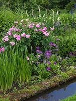 Beside water canal, Rosa Old Blush, primula, hardy geranium, lupin and delphinium.