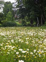 Wild Flower Meadow. Ox eye daisies - Chrysanthemum leucanthemum, buttercups - Ranunculus acris, clover - Lotus corniculatus and meadow cranesbill - Geranium pratense