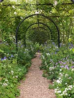 Rose Walk. Pergola of clematis and Rosa Gloire de Dijon, Madame Alfred Carriere, Alberic Barbier. At their feet, blue and white hardy geranium, white Astrantia major.
