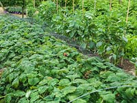 Kitchen garden of cutting flowers, fruit and vegetables. Row of strawberries, netted against the birds.