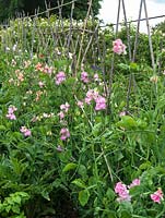 Rustic cane and branch support for Scented Sweet Pea Collection - Lathyrus odoratus in kitchen garden of cutting flowers