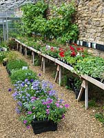 Sunken greenhouse with display trays of annuals and perennials for sale. Vine clambering up wall.