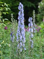 Aconitum Stainless Steel, aconite, a tall perennial with spikes of blue flowers in summer.