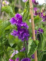 Lathyrus odoratus, sweet pea, Scented Sweet Pea Collection, a fragrant, climbing annual, excellent cut flower in summer.