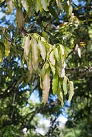 Mangifera Indica leaves - Mango