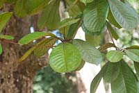 Terminalia Kaernbachii leaves - Okari