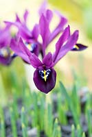 Iris reticulata George - Dwarf Iris - February - Oxfordshire