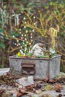 Miniature winter garden made with Eranthis - Winter Aconite, Galanthus - Snowdrops, Birch bark, Moss, Viburnum foliage, Alnus glutinosa  - Alder catkins Salix - Pussy Willow. 
