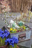 Miniature Winter Garden made with Winter Aconite - Eranthis, Snowdrops - Galanthus, Birch bark, Moss, Viburnum foliage, Alder catkins - Alnus glutinosa and Pussy Willow - Salix. 