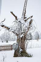 Dead tree with ladder, tin tub and the shoots of climbing roses in winter