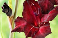 Gladiolus 'Espresso' - Sword lily, August