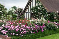 The entrance to David Austin Roses, lavishly planted with some of the many beautiful roses bred since 1961.
