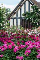 A timbered building is enclosed in beds of David Austin roses, some of the many bred since 1961.