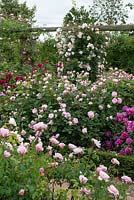 A corner of the Long Garden which contains a collection of old roses as well as modern shrub roses and many English Roses to extend the flowering season.