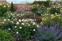 David Austin Roses. The Lion Garden where shrub roses and perennials are overshadowed by standards -  orange Grace and yellow Molineux.