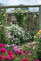 David Austin Roses. The Long Garden where Old Roses grow alongside Modern Shrubs Roses and English Roses to extend the flowering season. Varieties include Rosa 'Open Arms' and 'Kew Gardens'