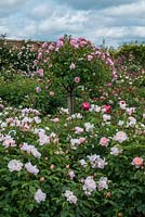 David Austin Roses. The Lion Garden where shrub roses and perennials are overshadowed by standards. Pictured - standard Harlow Carr.