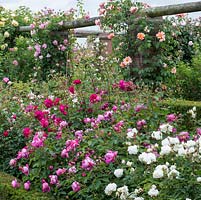 David Austin Roses. A corner of the Long Garden which contains a collection of old roses as well as modern shrub roses and many English Roses to extend the flowering season.
