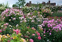 The Lion Garden at David Austin Roses, filled with English roses, climbing, rambling, bush and standards.