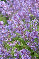 Nepeta 'Kit Kat', a low-growing catmint, a magnet to bees.