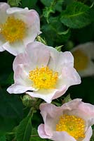 Rosa macrantha - a species rose with a strong fragrance, flowering in June and July.
