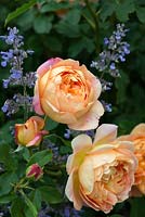 Rosa 'Lady of Shalott' and Nepeta 'Six Hills Giant' Colour themed planting combination of 