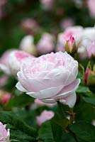 Rosa 'Queen Anne', an English old rose hybrid bred by David Austin Roses
