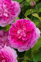 Rosa 'England's Rose', an English rose bred by David Austin. Tough, and reliable variety with strong fragrance and double flowers of a glowing pink, flowering in June and July