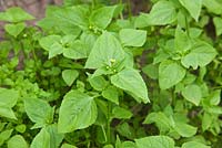Galinsoga parviflora - Kew Weed syn. Gallant Soldier